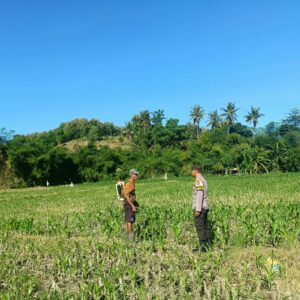 Dukung Ketahanan Pangan, Bhabinkamtibmas Desa Tarusa Sambangi Petani Pengecek Tanaman Jagung Pioner