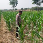 Polsek Jatirogo Turun ke Lahan produktif Desa Jatiklabang Wujudkan Dukungan Astacita Swasembada Pangan