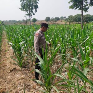 Polsek Jatirogo Turun ke Lahan produktif Desa Jatiklabang Wujudkan Dukungan Astacita Swasembada Pangan
