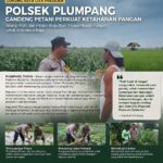Polsek Plumpang Polresta Tuban Turun Langsung Cek Tanaman Jagung Warga
