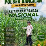 Dukung Ketahanan Pangan Nasional, Polsek Bangilan Bersinergi dengan Petani Jagung