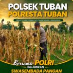 Polsek Tuban Pantau Tanaman Jagung Menjelang Panen, Dukung Ketahanan Pangan Nasional