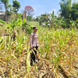 ANGGOTA POLSEK GRABAGAN SAMBANG DESA BINAAN, PANTAU LAHAN JAGUNG DAN MEMASTIKAN SISTEM IRIGASI MASIH LANCAR