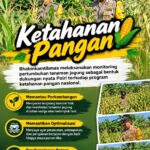Mendukung Program Ketahanan Pangan, Bhabinkamtibmas Monitoring Pertumbuhan Jagung