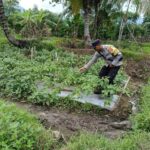 Dukung Ketahanan Pangan Nasional, Bhabinkamtibmas Desa Jurumapin Sambangi Petani Milenial dan Tinjau Kebun Cabai