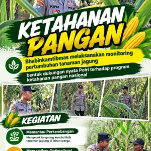 Mendukung Program Ketahanan Pangan, Bhabinkamtibmas Monitoring Pertumbuhan Jagung