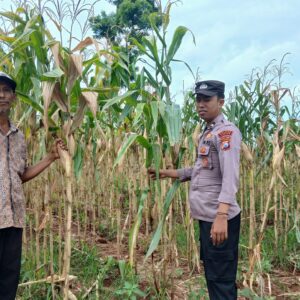 Dukung Swasembada Pangan, Polsek Tambakboyo Cek Panen Jagung Warga di Ladang