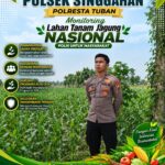Anggota Polsek Singgahan Polresta Tuban Turun Cek Tanaman jagung Warga di Desa Mulyorejo