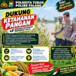 Dukung Astacita, Polsek Palang Polresta Tuban Pantau Langsung Lahan Jagung milik warga Desa Dawung