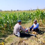 AIPDA Sumindar Cek Perkembangan Tanaman Jagung Warga, Dukung Ketahanan Pangan di Wilayah Kenduruan