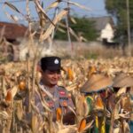 POLSEK BANCAR WUJUDKAN KETAHANAN PANGAN NASIONAL MELALUI SINERGI DENGAN PETANI JAGUNG DESA NGAMPELREJO