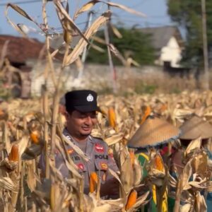 POLSEK BANCAR WUJUDKAN KETAHANAN PANGAN NASIONAL MELALUI SINERGI DENGAN PETANI JAGUNG DESA NGAMPELREJO