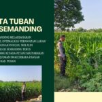 Polri Dukung Astacita, Polsek Semanding Polresta Tuban Turun Cek Tanaman jagung milik Warga di Desa Sambongrejo