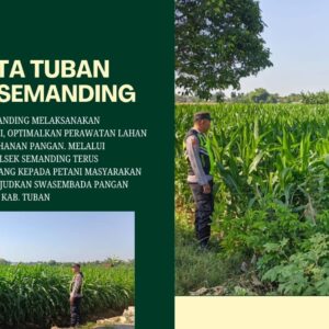 Polri Dukung Astacita, Polsek Semanding Polresta Tuban Turun Cek Tanaman jagung milik Warga di Desa Sambongrejo