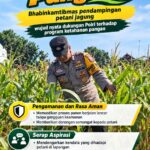 Mendukung Program Ketahanan Pangan, Bhabinkamtibmas Monitoring Pertumbuhan Jagung