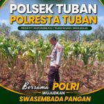 Dukung Ketahanan Pangan Nasional, Polsek Bangilan Monitoring Tanaman Jagung