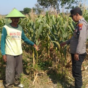 Dukung Astacita Presiden, Polsek Kenduruan Polres Tuban Pantau Perkembangan Tanaman Jagung Warga .