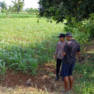 Dukung Ketahanan Pangan, Bhabinkamtibmas Polsek Tambakboyo Sambang Petani Jagung