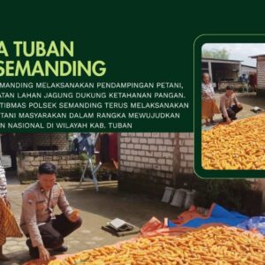 Polri Dukung Astacita, Polsek Semanding Polresta Tuban Turun Cek Tanaman jagung milik Warga di Desa Semanding