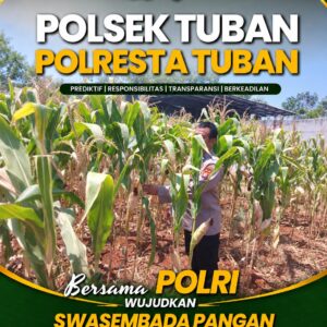 Polsek Tuban Pantau Tanaman Jagung Menjelang Panen, Dukung Ketahanan Pangan Nasional