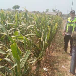 Polisi Polsek jenu Polres Tuban Turun ke Ladang, Dampingi Petani Jagung Dukung Ketahanan Pangan