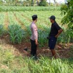 Pastikan Tanaman Tumbuh Optimal, Bhabinkamtibmas Polsek Tambakboyo Cek Lahan Jagung Warga