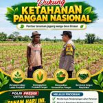 “POLSEK KEREK POLRESTA TUBAN LAKUKAN PEMANTAUAN TANAMAN JAGUNG WARGA BINAAN”