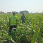 Polisi Polsek jenu Polres Tuban Turun ke Ladang, Dampingi Petani Jagung Dukung Ketahanan Pangan