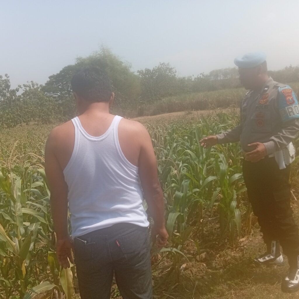 Dukung Asta Cita Presiden, Polsek Kenduruan Polresta Tuban Perkuat Ketahanan Pangan Melalui Pendampingan Petani Jagung