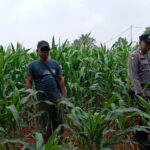 Pastikan Tanaman Tumbuh Subur, Bhabinkamtibmas Polsek Tambakboyo Monitoring Lahan Jagung Warga
