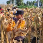 Dukung Ketahanan Pangan, Anggota Polsek Bancar Turun Langsung Bantu Warga Desa Ngampelrejo Panen Jagung
