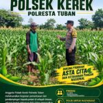 ANGGOTA POLSEK KEREK POLRESTA TUBAN PANTAU PERTUMBUHAN TANAMAN JAGUNG
