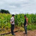 Dukung Ketahanan Pangan Nasional, Bhabinkamtibmas Desa Suka Mulya Sambangi Petani dan Motivasi Persiapan Tanam Jagung