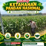 Polsek Bangilan Dukung Ketahanan Pangan Nasional, Pantau Tanaman Jagung Warga