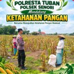 Anggota Bhabinkamtibmas Polsek Senori Polresta Tuban Lakukan Pemantauan Tanaman Jagung Warga Desa Leran Dukung Program Ketahanan Pangan