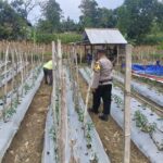 ANGGOTA POLSEK GRABAGAN SAMBANG DESA BINAAN, PANTAU LAHAN JAGUNG DAN MEMASTIKAN SISTEM IRIGASI MASIH LANCAR