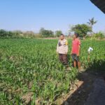 Dukung Program Asta Cita Ketahanan Pangan, Bhabinkamtibmas Desa Kukin Sambangi Petani Jagung dan Dorong Penanaman Hortikultura