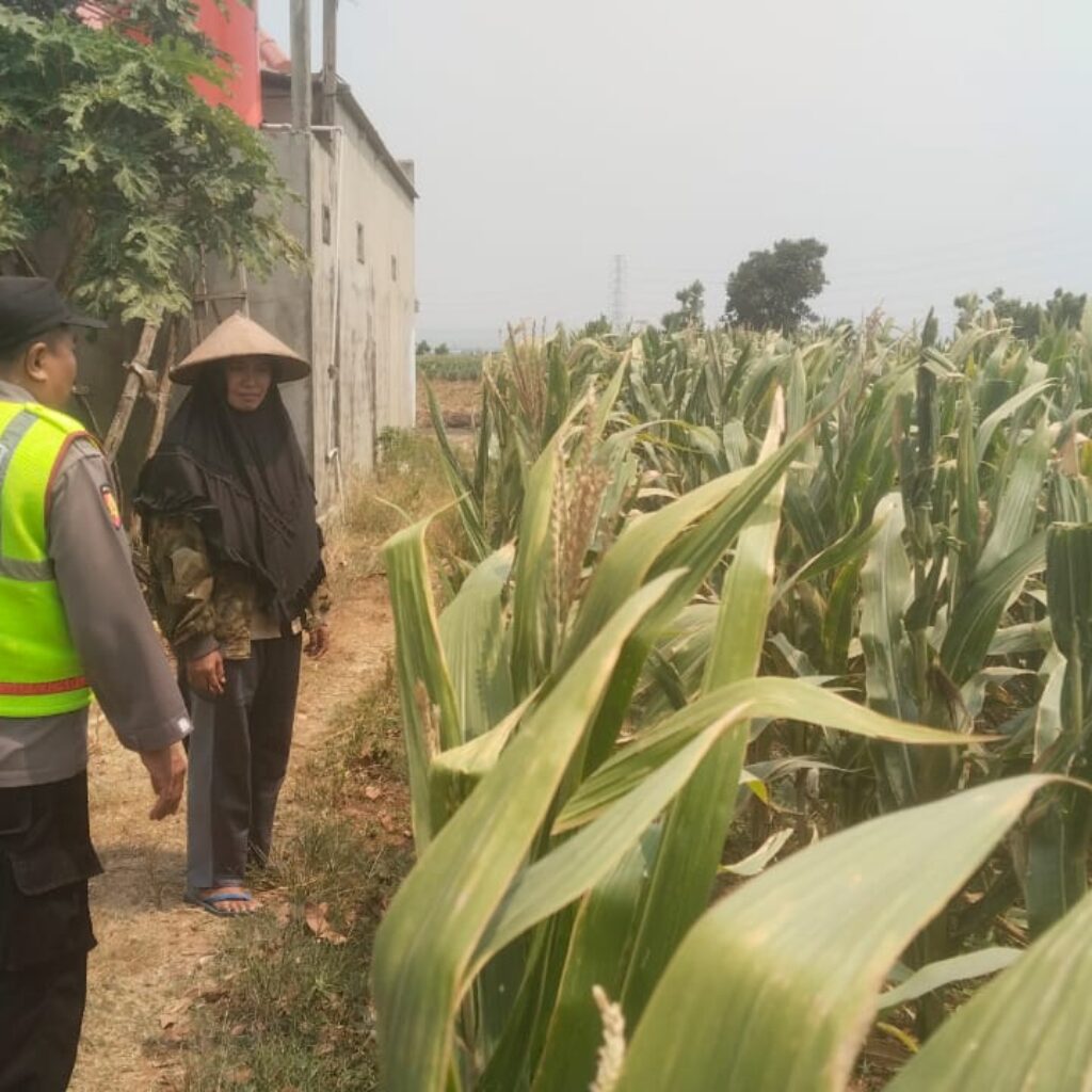 Polisi Polsek jenu Polres Tuban Turun ke Ladang, Dampingi Petani Jagung Dukung Ketahanan Pangan