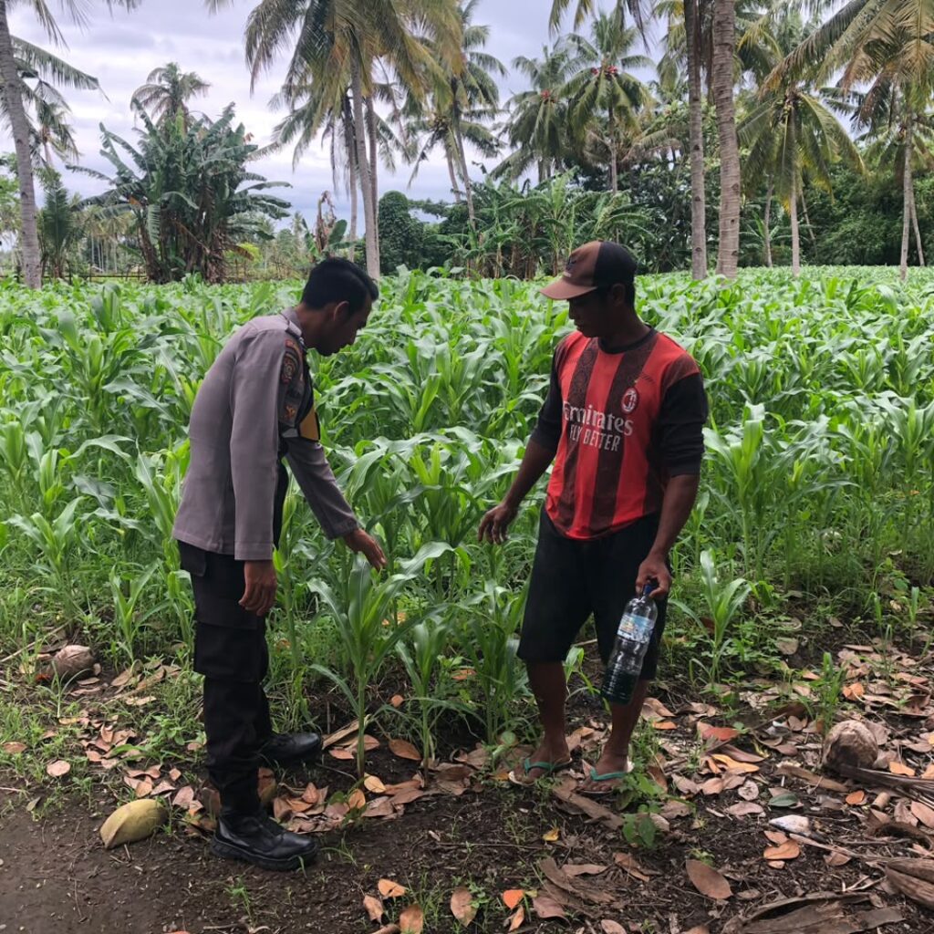 Dukung Ketahanan Pangan, Bhabinkamtibmas Desa Rhee Sambangi Petani yang Sedang Bajak Sawah Seluas 1 Hektare