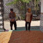 Polri Dukung Astacita, Polsek Grabagan Polresta Tuban Turun Cek Tanaman jagung milik Warga di Desa Grabagan