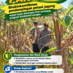 Mendukung Program Ketahanan Pangan, Bhabinkamtibmas Monitoring Pertumbuhan Jagung