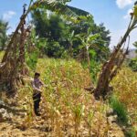 ANGGOTA POLSEK GRABAGAN SAMBANG DESA BINAAN, PANTAU LAHAN JAGUNG DAN MEMASTIKAN SISTEM IRIGASI MASIH LANCAR