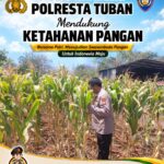 Polsek Tuban Pantau Lahan Jagung, Dukung Program Ketahanan Pangan Nasional