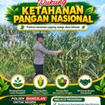 Dukung Ketahanan Pangan Nasional, Polsek Bangilan Monitoring Tanaman Jagung Warga