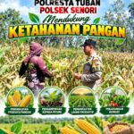 Mendukung Asta Cita Presiden Polisi RW Polsek Senori Polresta Tuban Pantau Kodisi Tanaman Jagung Milik Warga Desa Kaligede