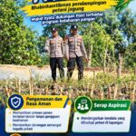 Mendukung Program Ketahanan Pangan, Bhabinkamtibmas Monitoring Pertumbuhan Jagung