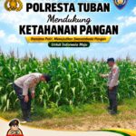 Polsek Tuban Dukung Ketahanan Pangan, Bhabinkamtibmas Monitoring Tanaman Jagung