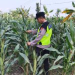 Polisi Polsek jenu Polres Tuban Turun ke Ladang, Dampingi Petani Jagung Dukung Ketahanan Pangan