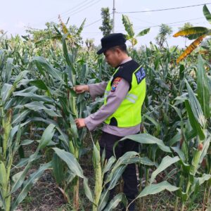 Polisi Polsek jenu Polres Tuban Turun ke Ladang, Dampingi Petani Jagung Dukung Ketahanan Pangan