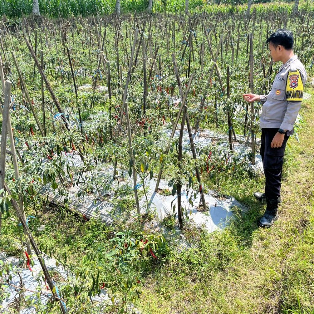 Bhabinkamtibmas Desa Kumbang Monitoring Ketahanan Pangan, Ajak Masyarakat Jaga Kamtibmas